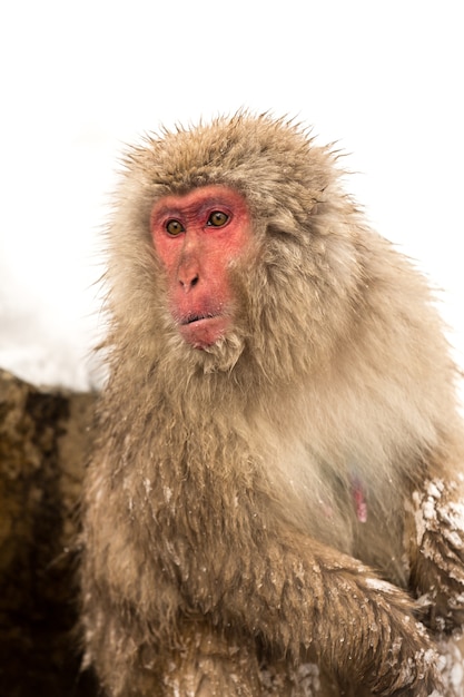 Singe des neiges japonais