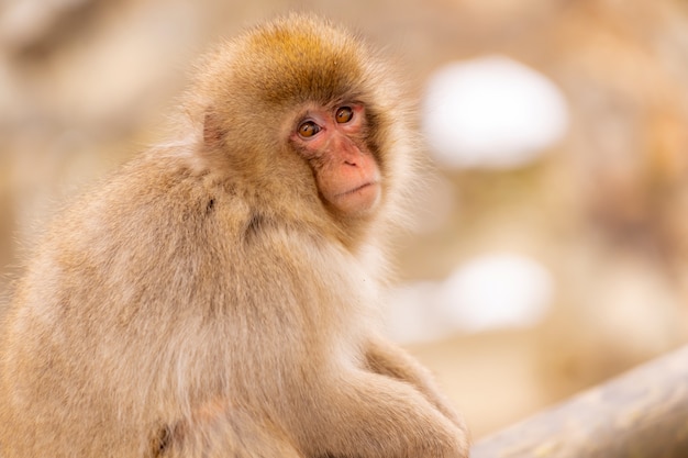 Singe des neiges japonais