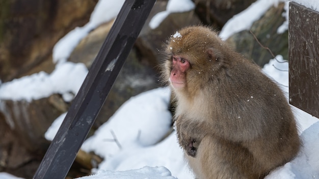 Singe des neiges Macaque japonais de portrait de visage rouge dans la neige froide avec de la glace. Macaca fuscata dans une montagne naturelle de Nagano. Animal dans l'habitat naturel d'Hokkaido au Japon.