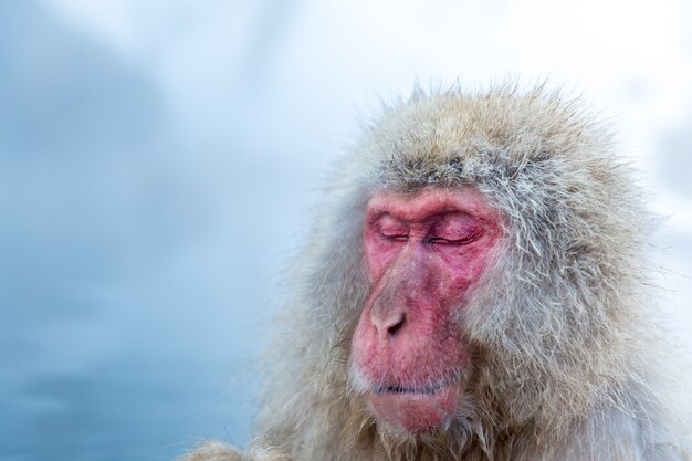 Singe des neiges Macaque Onsen