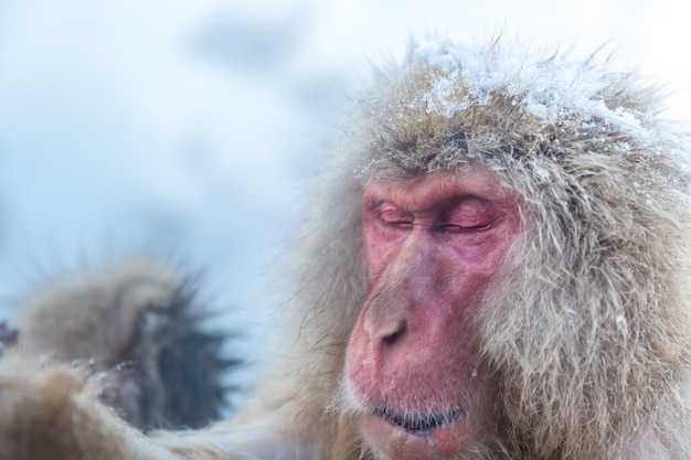 Singe des neiges Macaque Onsen