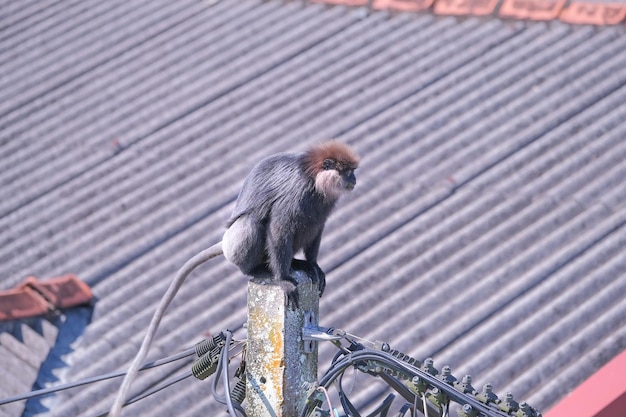 Un singe noir à longue queue est assis sur un poteau dans le village tropical