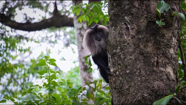 Photo singe noir en position peinée