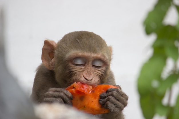 Singe occupé à manger des fruits