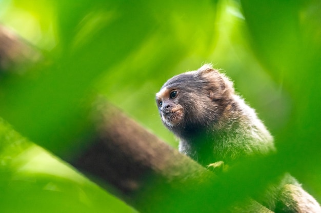 Singe ouistiti sur un arbre à l'état sauvage