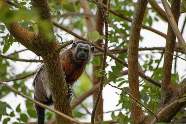 singe ouistiti jouant dans les branches des arbres