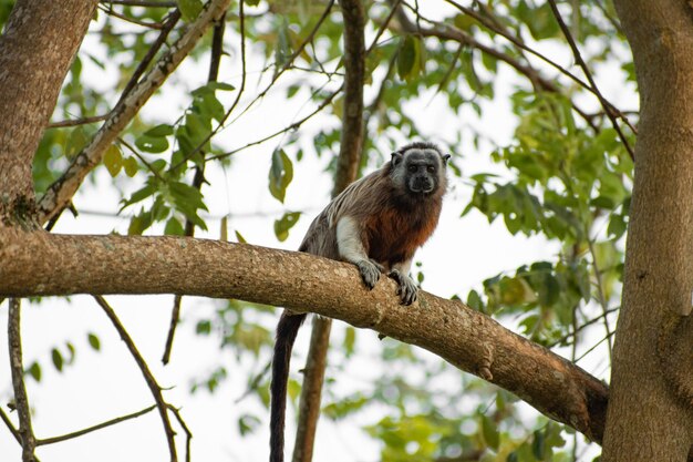 singe ouistiti jouant dans les branches des arbres