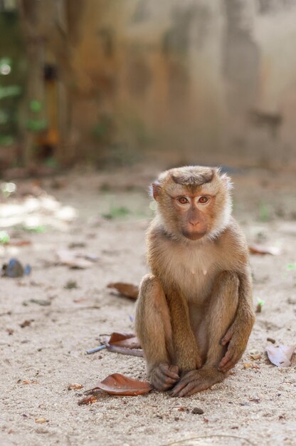 Singe en plein air arrière plan nature la faune