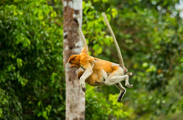 Le singe proboscis femelle avec un bébé saute d'arbre en arbre dans la jungle. Indonésie. L'île de Bornéo Kalimantan.