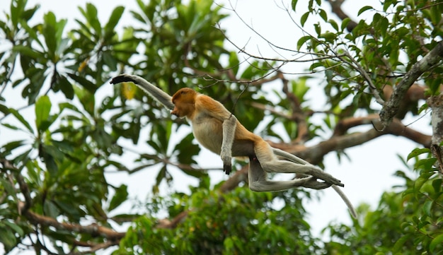 Le singe proboscis saute d'arbre en arbre dans la jungle. Indonésie. L'île de Bornéo. Kalimantan.