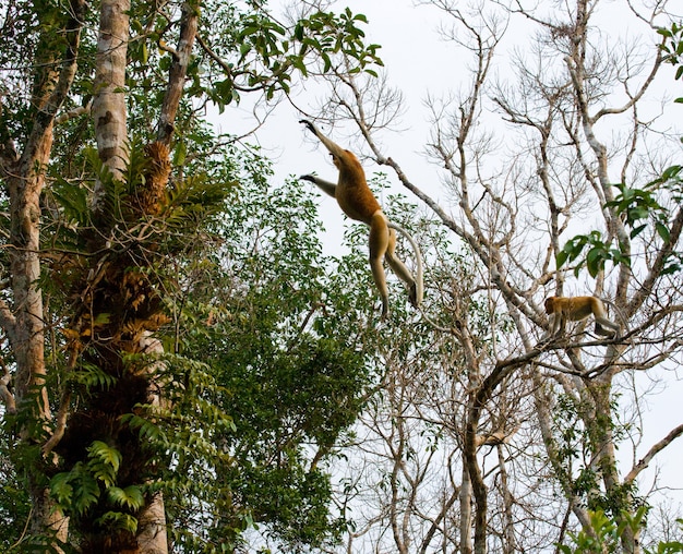 Le singe proboscis saute d'arbre en arbre dans la jungle. Indonésie. L'île de Bornéo. Kalimantan.