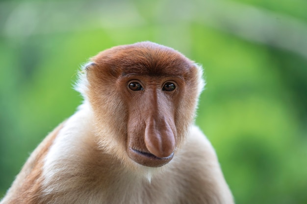 Singe Proboscis Sauvage Ou Nasalis Larvatus, Dans La Forêt Tropicale De L'île De Bornéo, Malaisie, Gros Plan