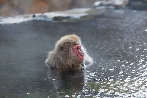 Le singe profite de la source chaude