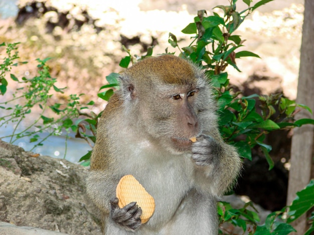 Photo un singe qui mange des biscuits volés