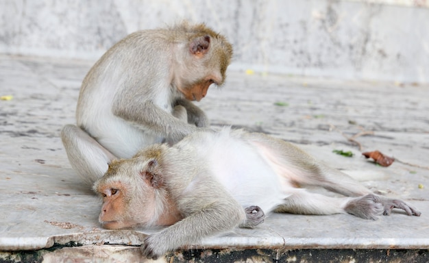 Singe à la recherche de puces et de tiques