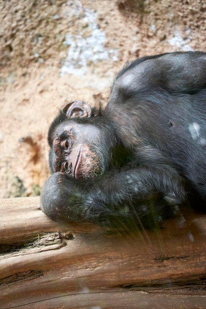 singe relaxant dans la forêt sauvage