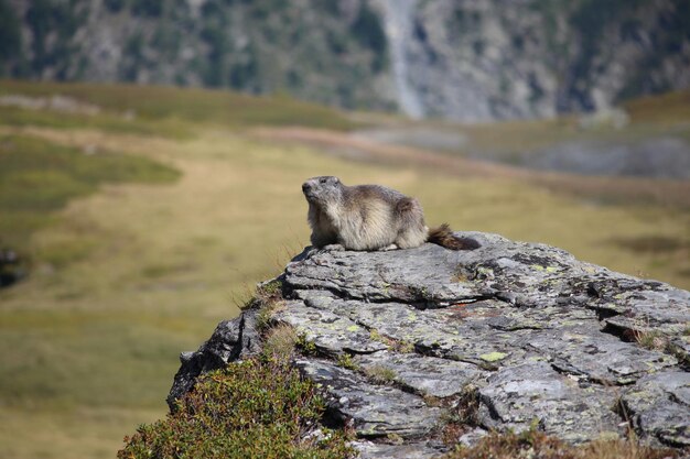 Photo le singe sur le rocher