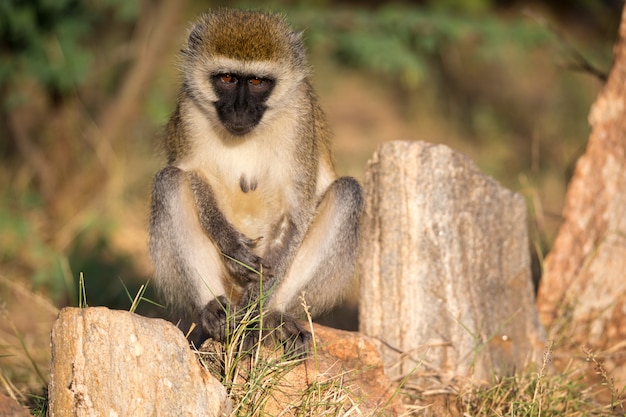 Un singe s'assoit et regarde autour de lui