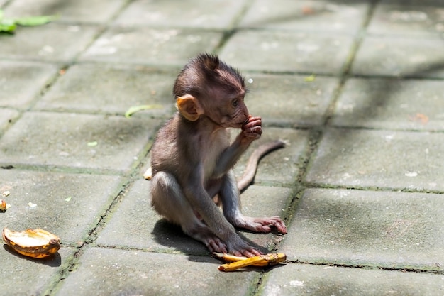 Singe sauvage mangeant des fruits avec intérêt