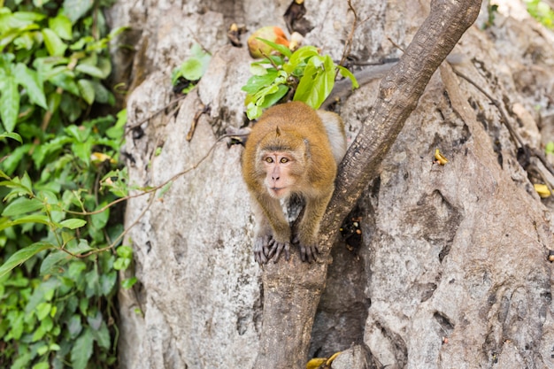 Singe sauvage mignon