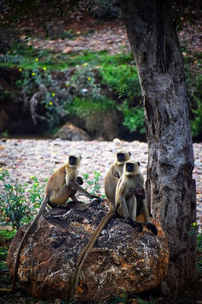 Photo le singe sauvage