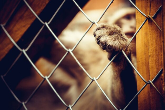 Singe solitaire assis derrière la cage au zoo