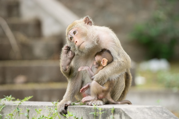 Singe avec son bébé assis sur l&#39;herbe