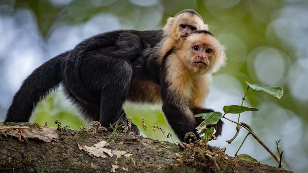 Singe et son petit sur un arbre