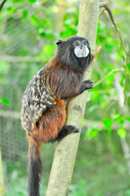 Singe suspendu à une branche