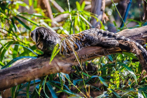 Singe tamarin Titi à Loro Parque Tenerife Canaries