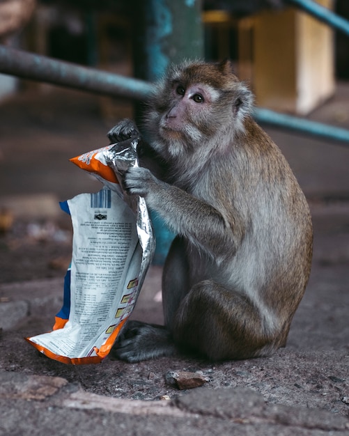 Un singe tenant une poubelle en plastique