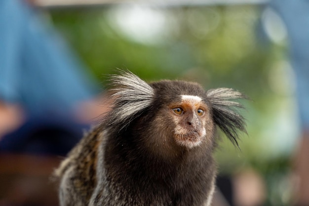 Singe titi brésilien Callithrix jacchus naturel de Rio de Janeiro Brésil ouistiti commun singe Sagui dans la colline d'Urca