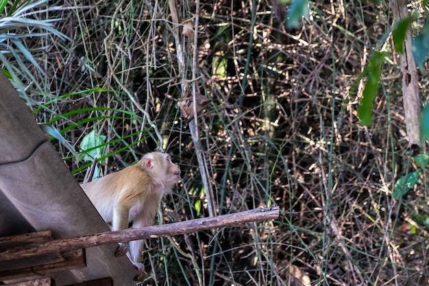 Photo singe sur le toit