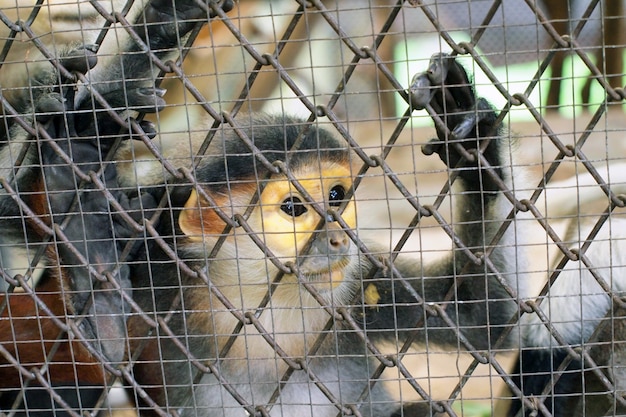 Singe triste dans une cage