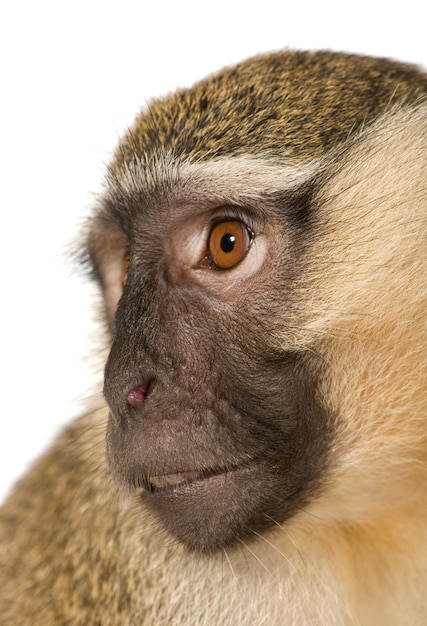 Photo singe vervet - chlorocebus pygerythrus isolé