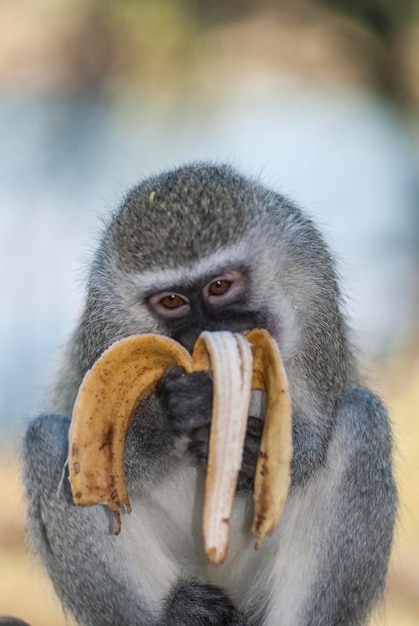 Singe vervet mangeant une bananeKruger National ParkSouth Africa