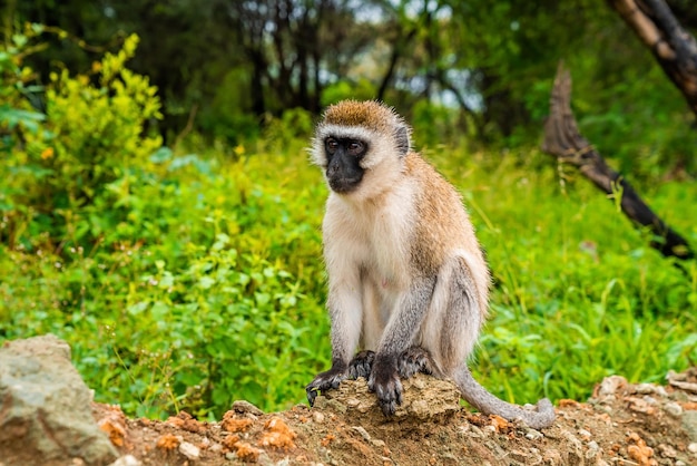 Singe vervet (nom scientifique : cercopthecus aethiops, ou Tumbiili en swaheli), dans le parc national du lac Manyara, Tanzanie