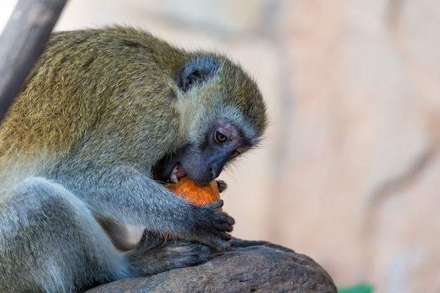 Un singe Vervet a trouvé un fruit et le mange