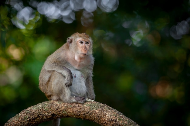 Des singes d'Asie du Sud-Est tournés au Cambodge