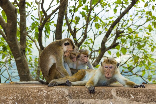 Des singes assis sur un arbre.