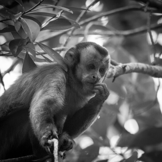 Photo des singes assis sur un arbre