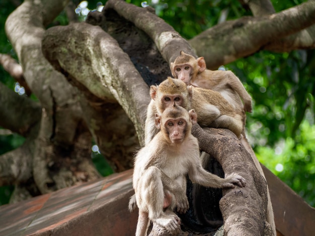 Photo des singes assis sur un arbre