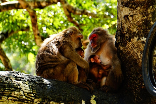 Photo des singes assis sur un arbre