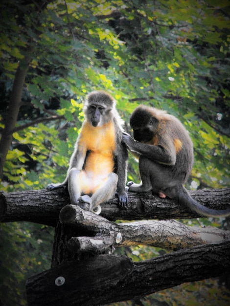 Photo des singes assis sur du bois dans la forêt