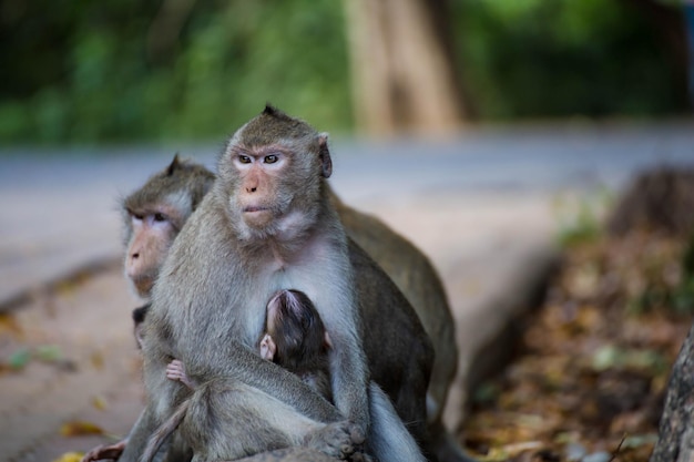 Des singes assis à l'extérieur