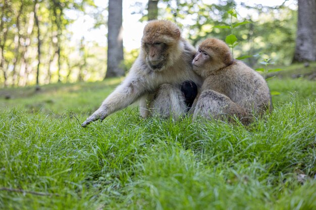 Photo des singes assis sur l'herbe