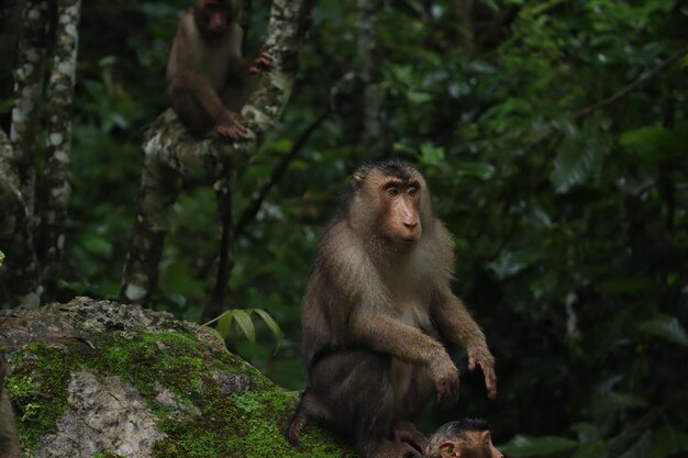 Des singes assis sur un rocher