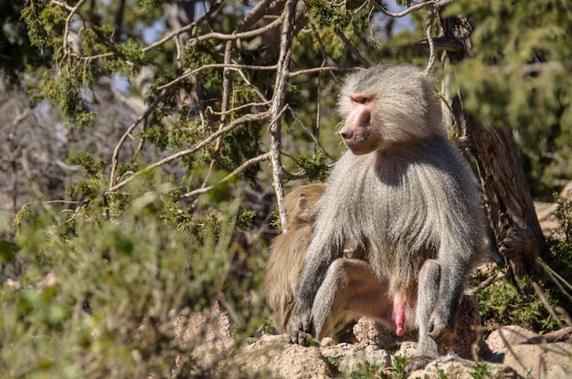 Photo des singes assis sur un rocher