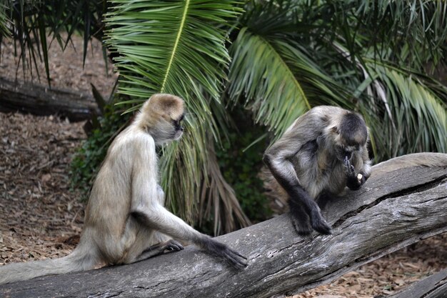 Des singes assis sur le tronc d'un arbre dans la forêt