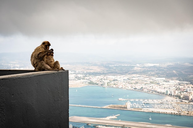 Singes au sommet d'un immeuble de la ville